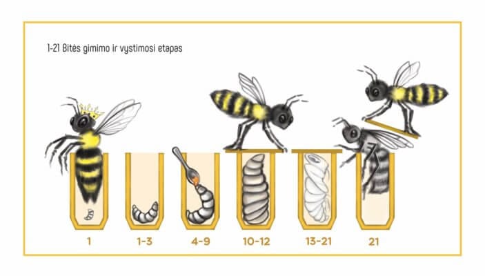 the birth and development stage of the bee