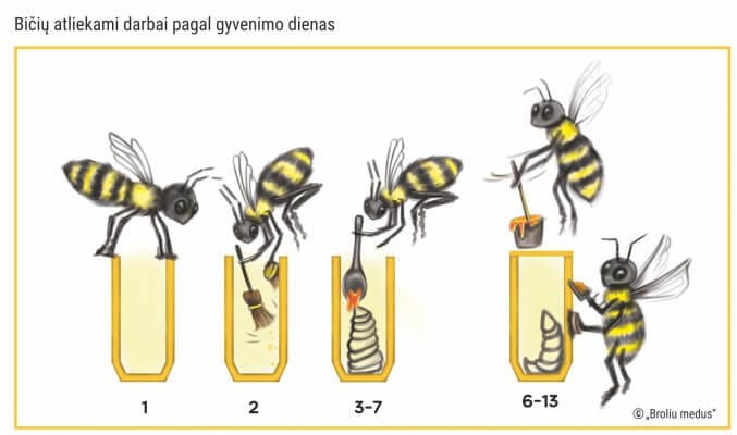 Bee work by day of life