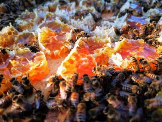 bees most visited tenants