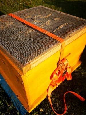 Bee colony