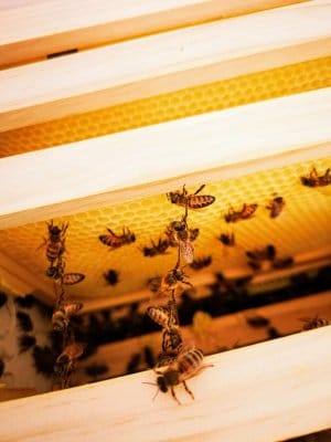 bee dances