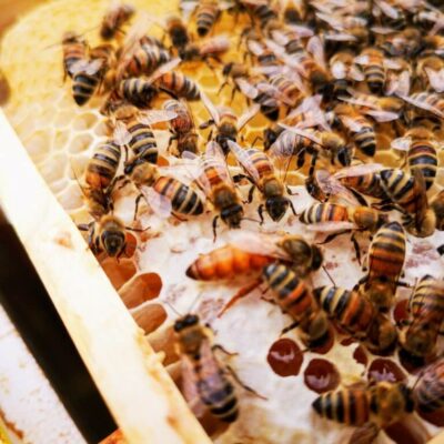 Lithuanian honey 62 bites 1