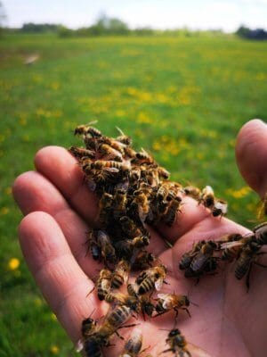 bees