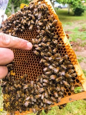 Food for health from the hive 3 fresh honey