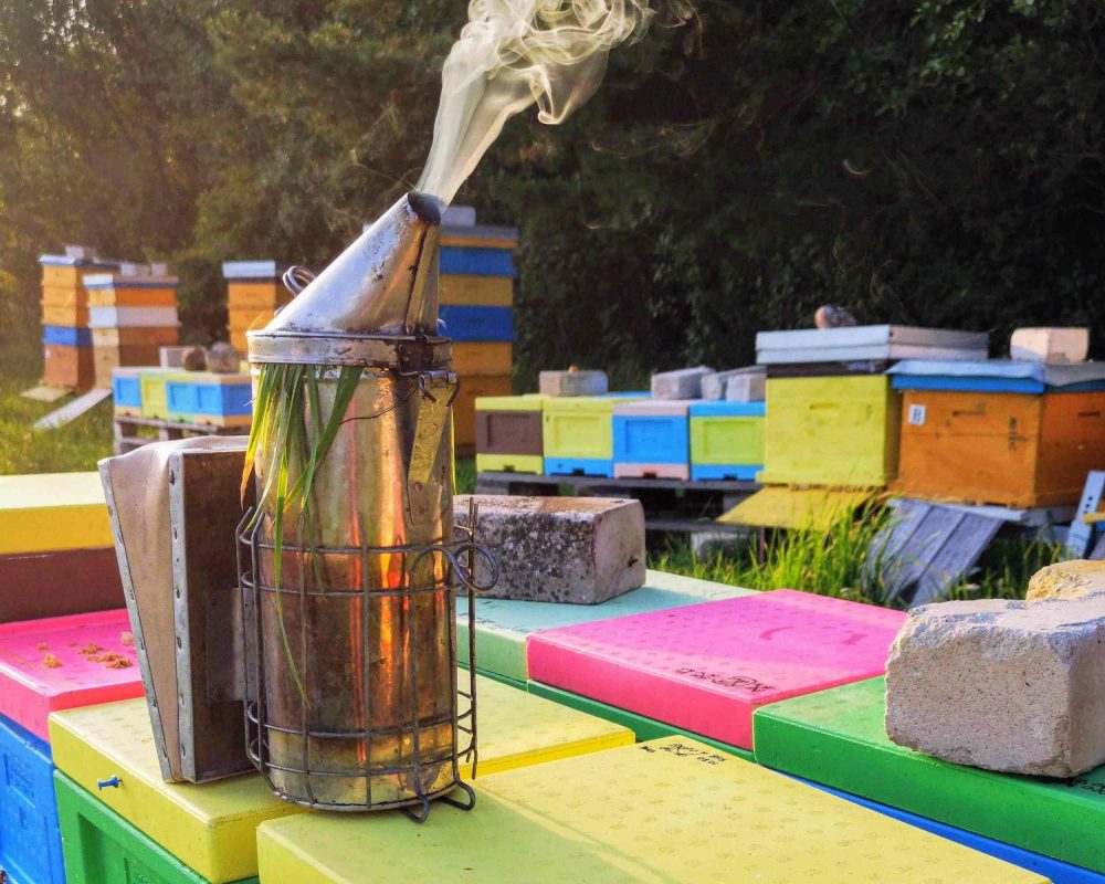 cautious beginner beekeeper