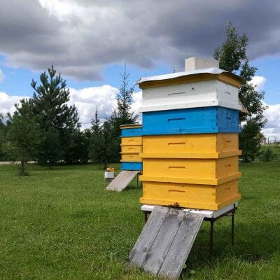 beehives