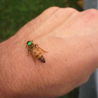 The Bee Guide to Cosy Housing 4 the queen bee's housewarming