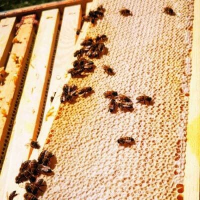 the first honey