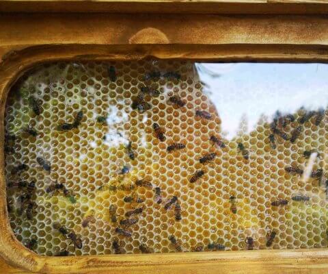 The Bee Guide to Cosy Housing 3 wall decoration bee work
