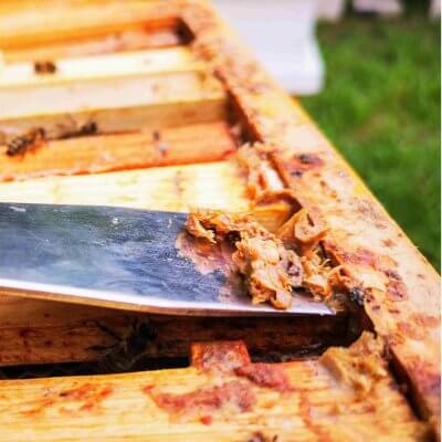 Natural antibiotic - bee pitch (propolis) 2 Natural antibiotic - bee pitch-propolis