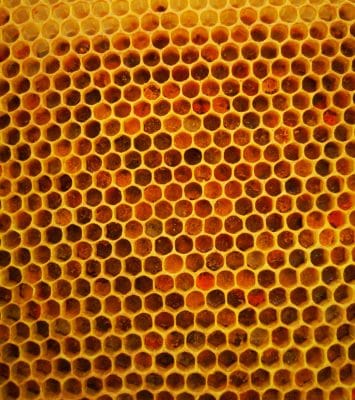 Pollen that turns into bee bread
