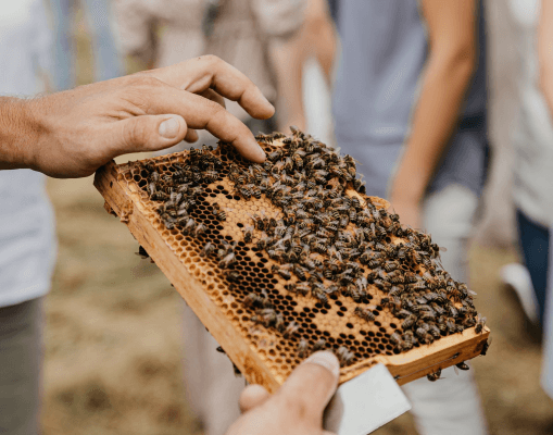 Urban beekeeping